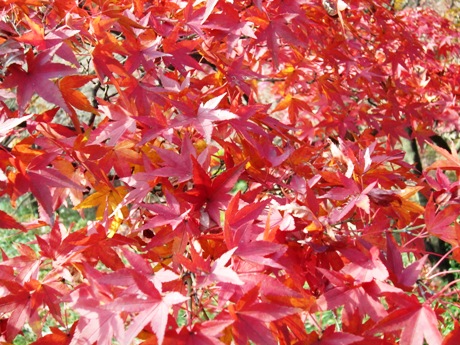 c0127460_1852910.jpg