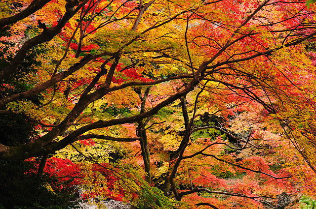 京都 日向大神宮 ~紅葉~_f0222161_22134746.jpg