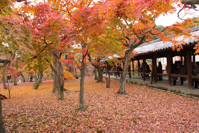 紅葉の京都旅行　第二日目（11月30日）_b0041473_10515078.jpg