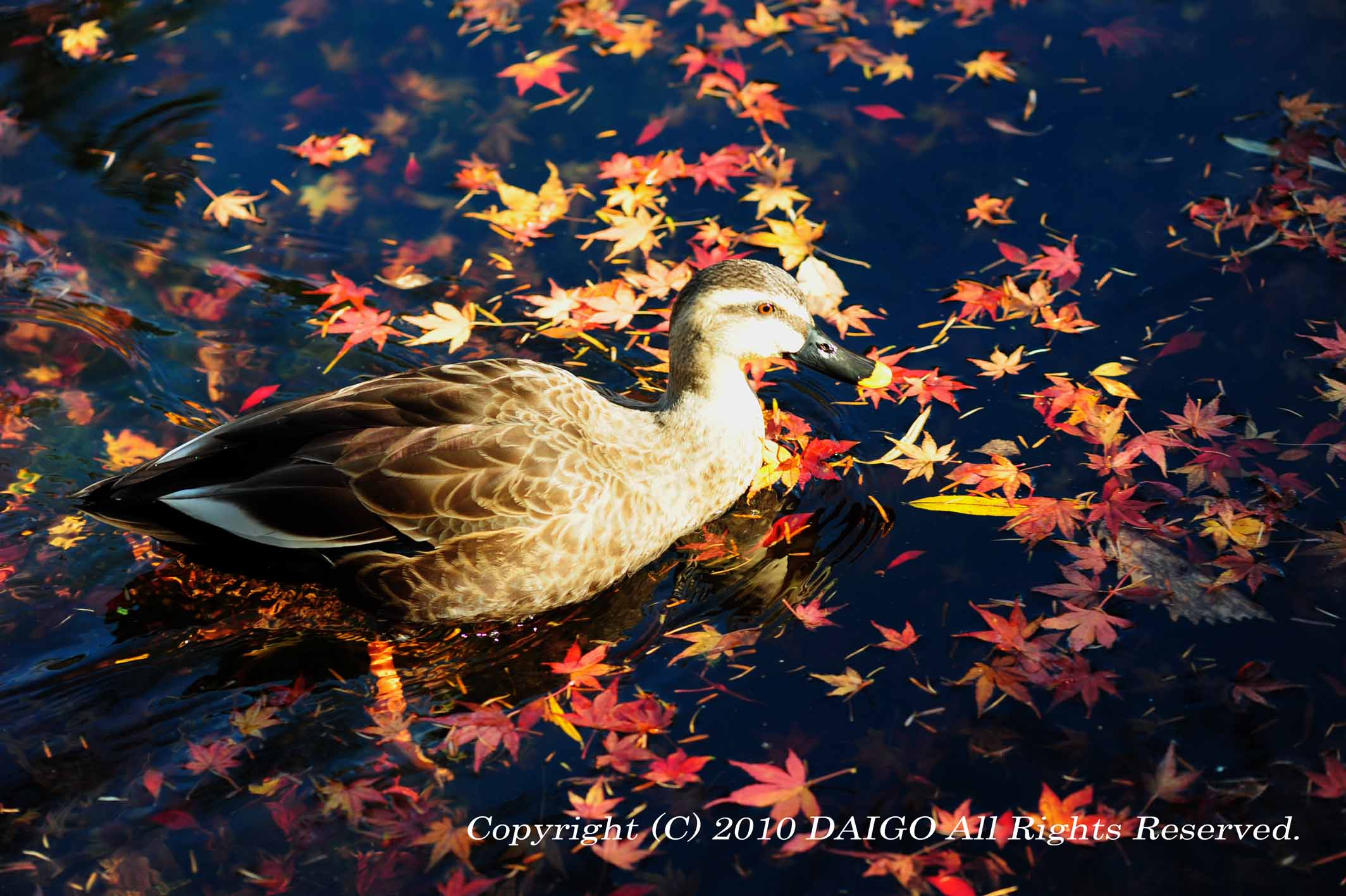 紅葉に囲まれた水の上を泳ぐカモさん_d0181177_22221929.jpg