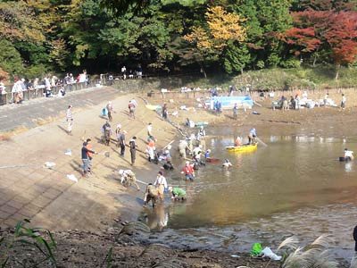 宅部池の魚類調査を実施しました 狭山公園だより