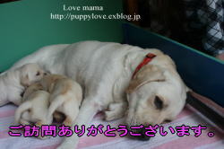 マーガレットの怪我のその後と相手の飼い主とのこと!!_b0136683_17521321.jpg