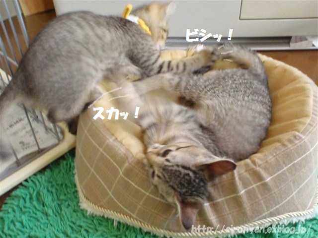 新しい猫ソファ？_a0159490_1138850.jpg