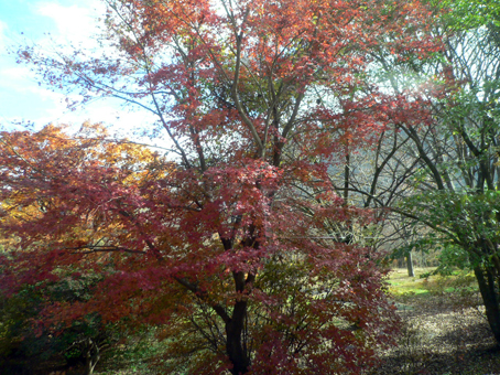 紅葉の箱根　駆け足旅　その１０_c0147790_23271429.jpg