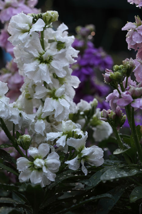 晩秋の雨_b0083591_20442737.jpg