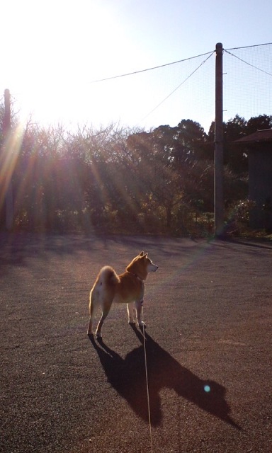 犬だって　好みのタイプが　あるんだよ_e0025596_19411186.jpg