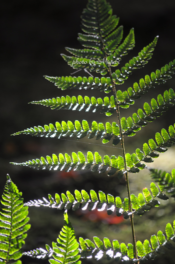 a0161698_2301877.jpg