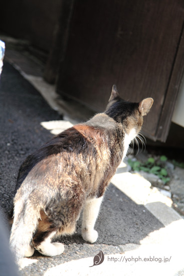 ねこ_a0141802_2342211.jpg