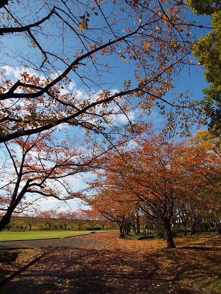 さくら草公園の紅葉_f0180607_13342743.jpg