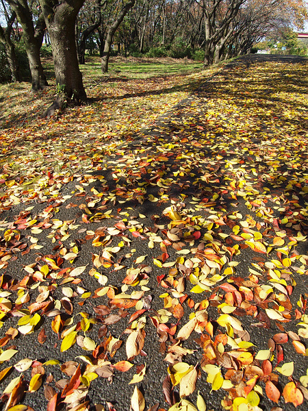 さくら草公園の紅葉_f0180607_133709.jpg