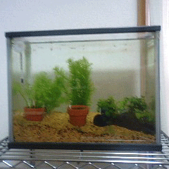 d0048332_17553536.gif
