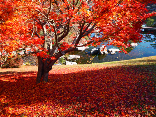 紅葉　三景園_e0201139_13531778.jpg