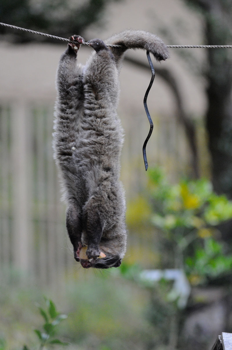 ハクビシンの離れ業 動物園へ行こう