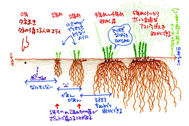 アスパラ 畝幅1 2ｍと書いてある 排水良くし深く掘りフカフカの土を作り10年生き抜く根作りが重要みたい ミツバチおじさん