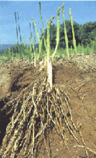 e0082956_7173394.gif