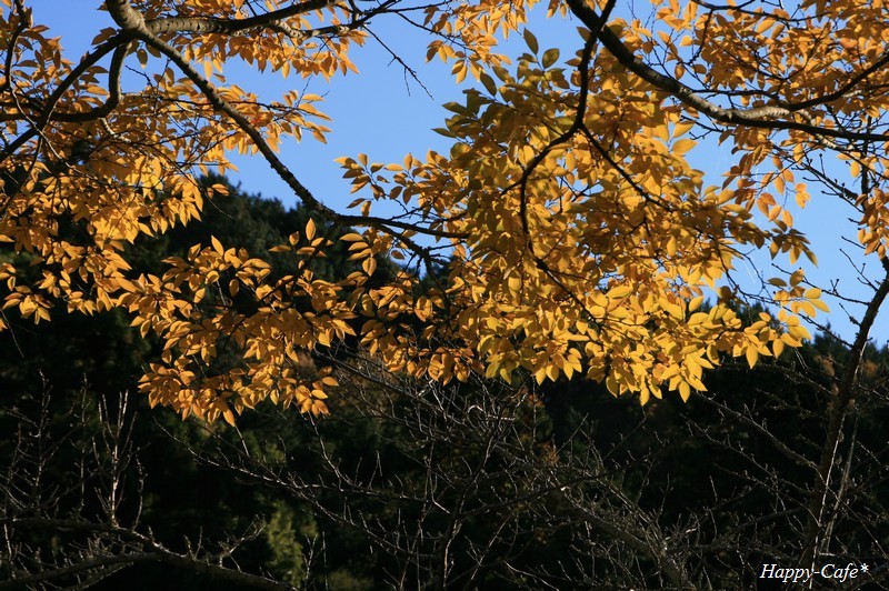 帰り道　法多山参道にて_a0167759_15302374.jpg