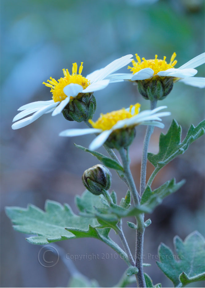 のじぎく(野路菊）Vol.3 ~ 小赤壁 : 写真は楽しいな