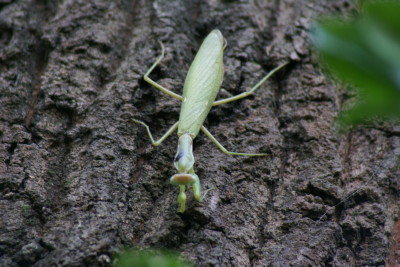 冬のカマキリ 小雀公園里山日記