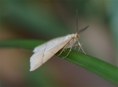 冬のアカネ_e0167571_2291831.jpg