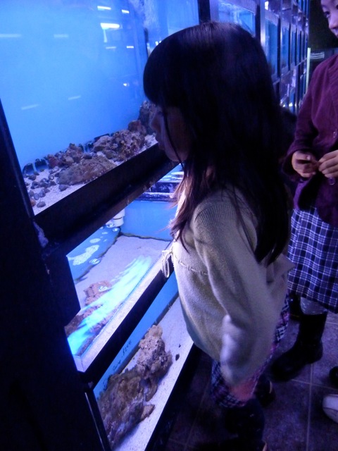 海水魚を飼う!_c0080075_1285035.jpg