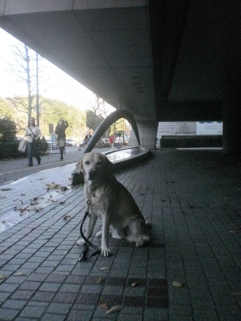 さらば地球よ、、な散歩 _f0052277_047556.jpg