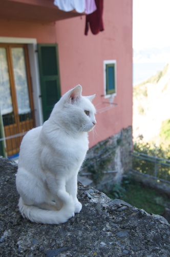 たびねこ１４・イタリア美人猫登場！_b0177078_12253656.jpg