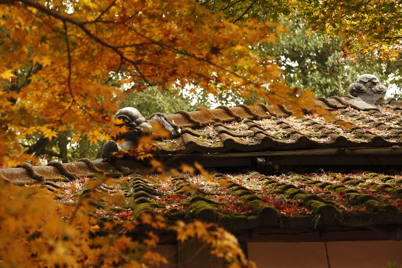 秋に癒されて♪　（2010.11.17-19）　part-15　　岡城跡址-1_d0147393_23555237.jpg