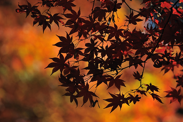 六義園の紅葉_b0082895_16174482.jpg