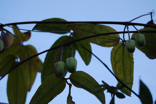 c0124100_22451137.jpg