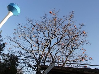 2010年12月5日（日） ； 晴れ_d0051601_23491224.jpg