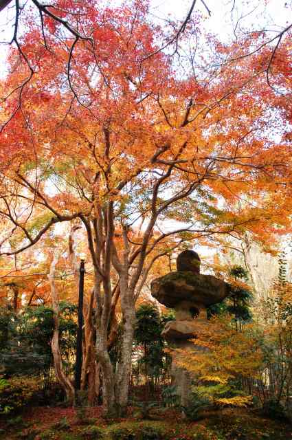 赤山禅院の紅葉_a0169902_0324398.jpg