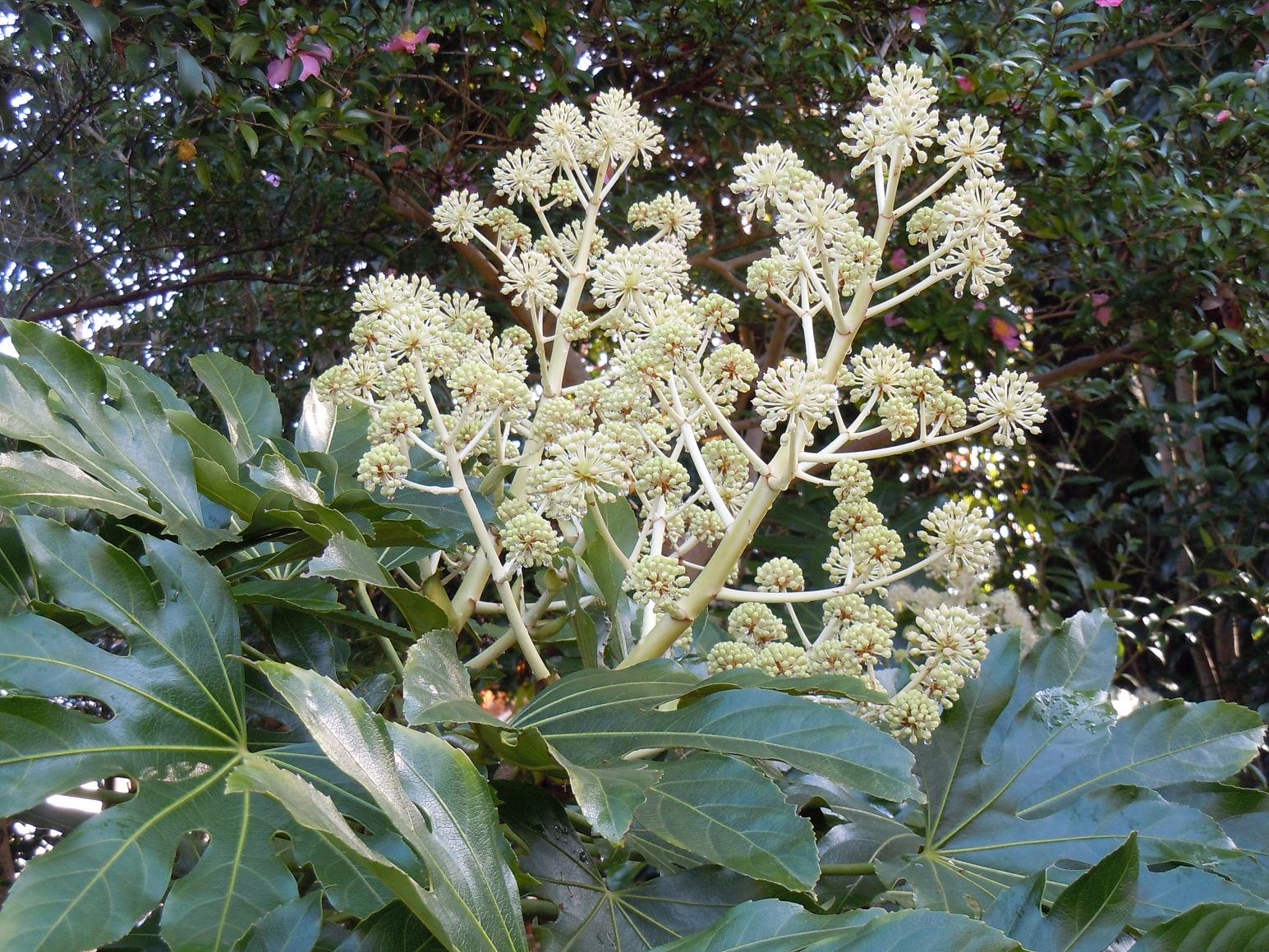 八手 ヤツデ の花 椿壽菴だより