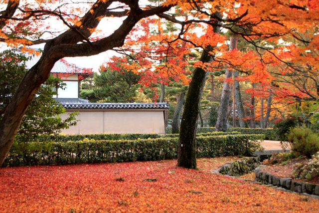 相国寺 散りモミジ_e0048413_1942065.jpg
