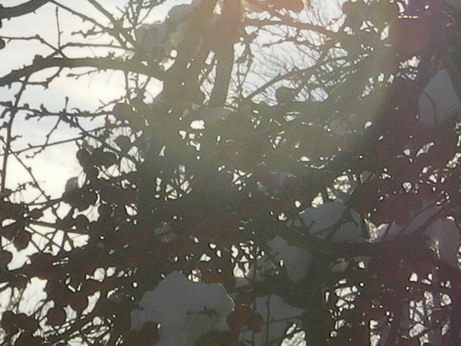 c0124619_4535277.jpg
