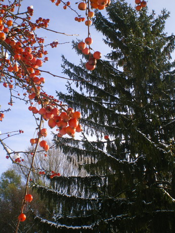 c0124619_4541877.jpg