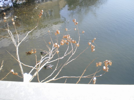 c0124619_524437.jpg