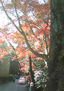 石清水八幡宮の紅葉_e0103327_15432262.jpg