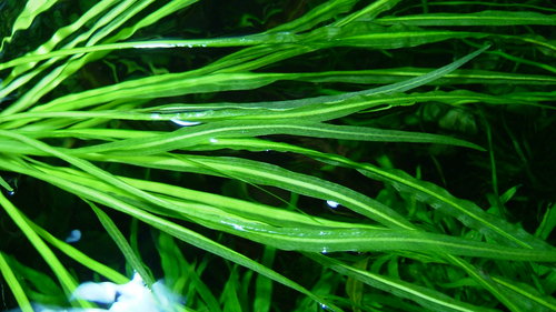 水草 Echinodorus sp. Teles Pires Echinodorus sp. from 