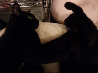 うちの子にかぎって猫 のぇるろった編。_a0143140_181164.jpg