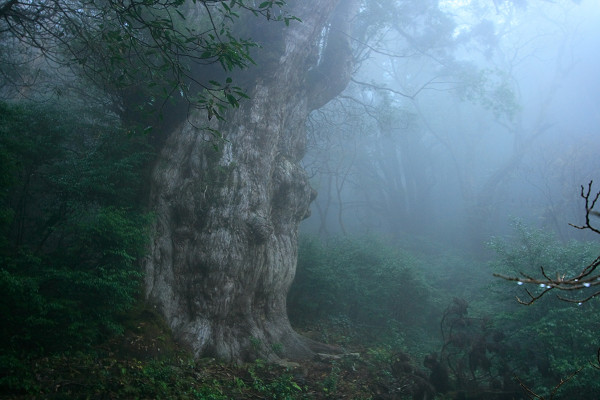 YAKUSHIMA TREKKING vol.2 ~mountain huts traverse trek 4days~_c0228945_12505041.jpg