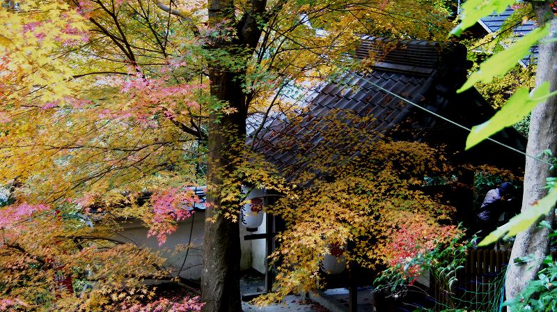 錦秋の都路２０１０ (山科 天台宗 毘沙門堂門跡塔頭 双林院（山科聖天）の紅葉) (2010年12月06日)_c0119555_2263376.jpg