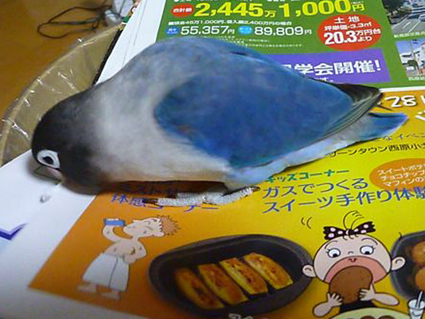 紙切り_e0147757_22284937.jpg