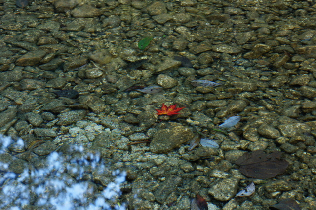 Shinshiro Days @ 愛知県民の森_f0160857_64138.jpg