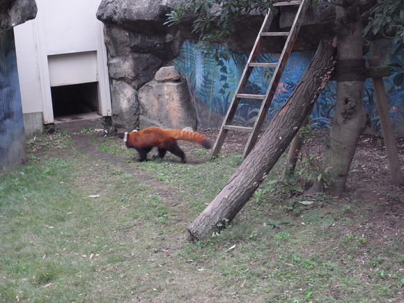 2010.10.24 葛西の動物園_b0204466_11133081.jpg