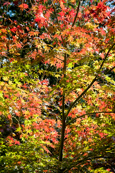 広町の森・紅葉。_b0022268_20453485.jpg