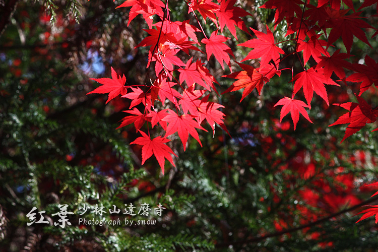 少林山達磨寺 ～紅葉～ vol.3　+αおまけ_f0150682_0435460.jpg