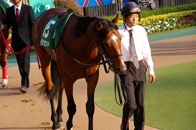 ジャパンＣダートは、トランセンドが逃げ切って初ＧＩ制覇_b0015386_21274922.jpg