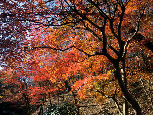 町田の薬師池公園で紅葉をミテキタヨ_a0129988_22551274.jpg