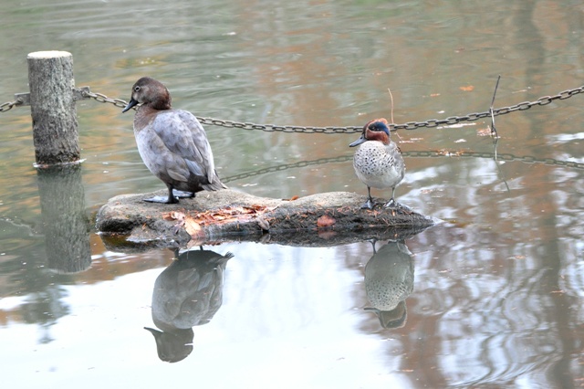 七井戸公園でお散歩!_a0126590_2311657.jpg