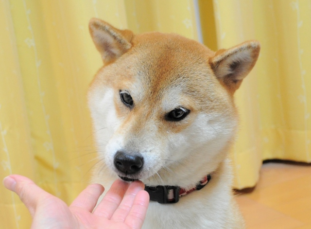 娘のいたわり?_a0126590_9394413.jpg